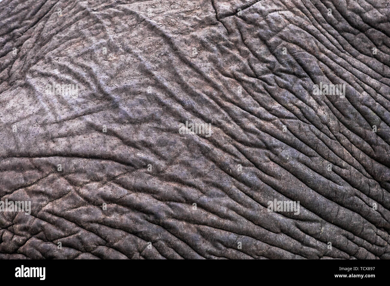 Elephant stropicciata pelle pattern close-up astratto tema safari e metafora per non prendersi cura Foto Stock
