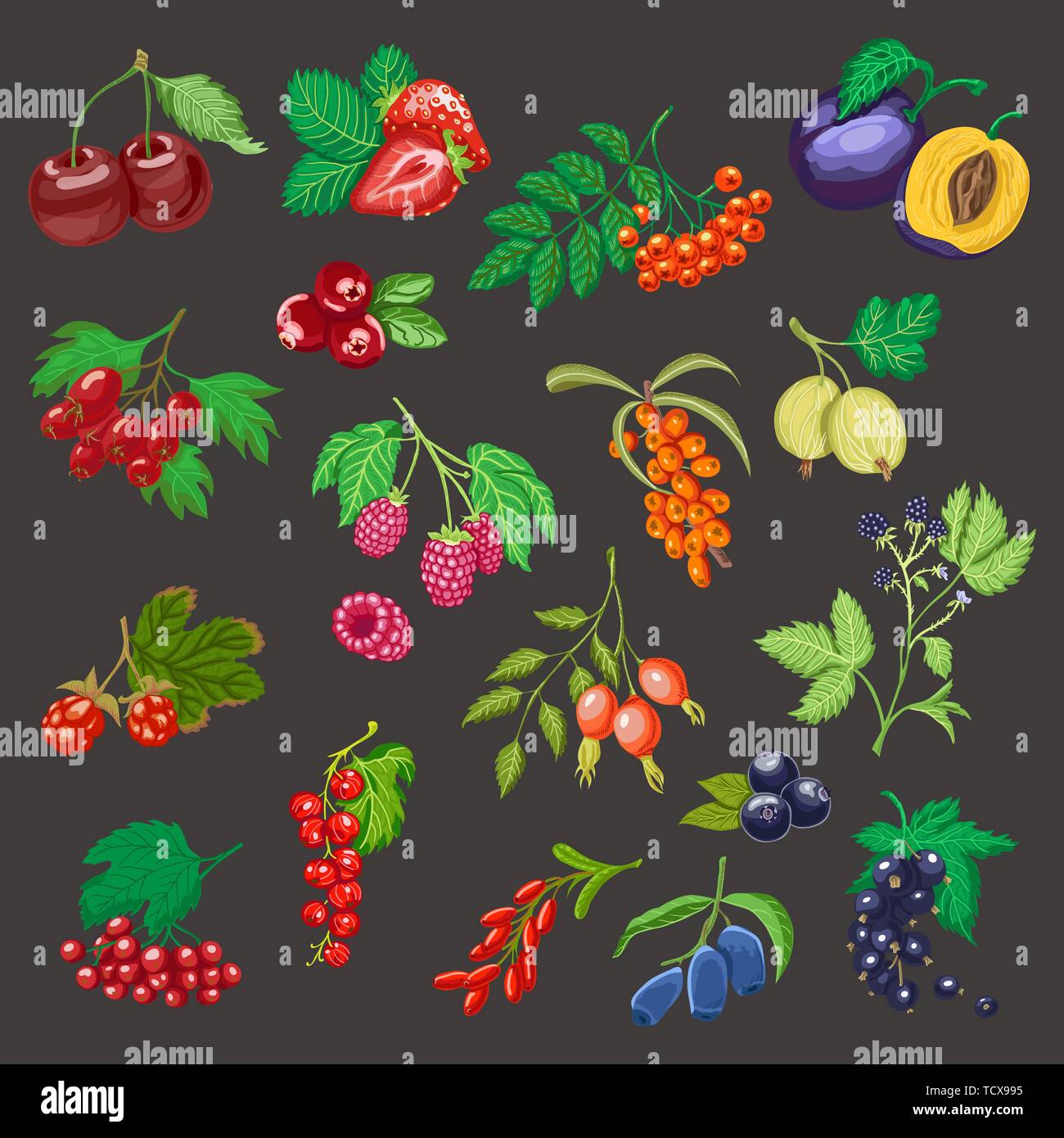 Grande set di bacche di colore. Set di frutta fresca per il tuo design Illustrazione Vettoriale