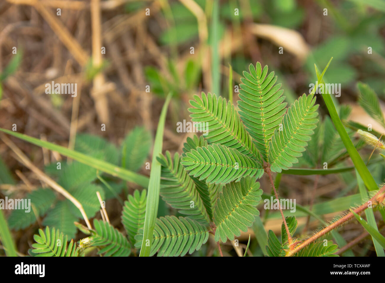 La Mimosa pudica o sensibili in foglie di piante Foto Stock