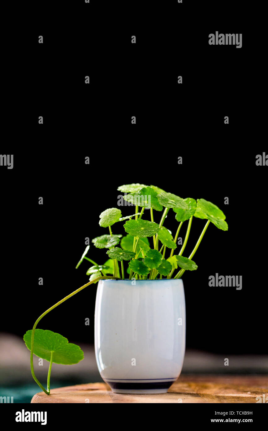 Squisito il denaro di rame erba invasati Foto Stock