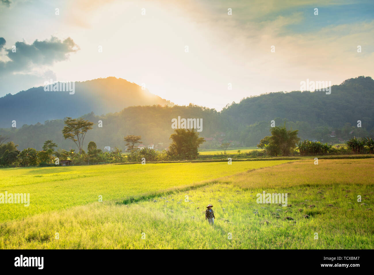 Un agricoltore in un cappello conico in campi di riso nelle highlands, Tana Toraja, Sulawesi, Indonesia, Asia sud-orientale, Asia Foto Stock