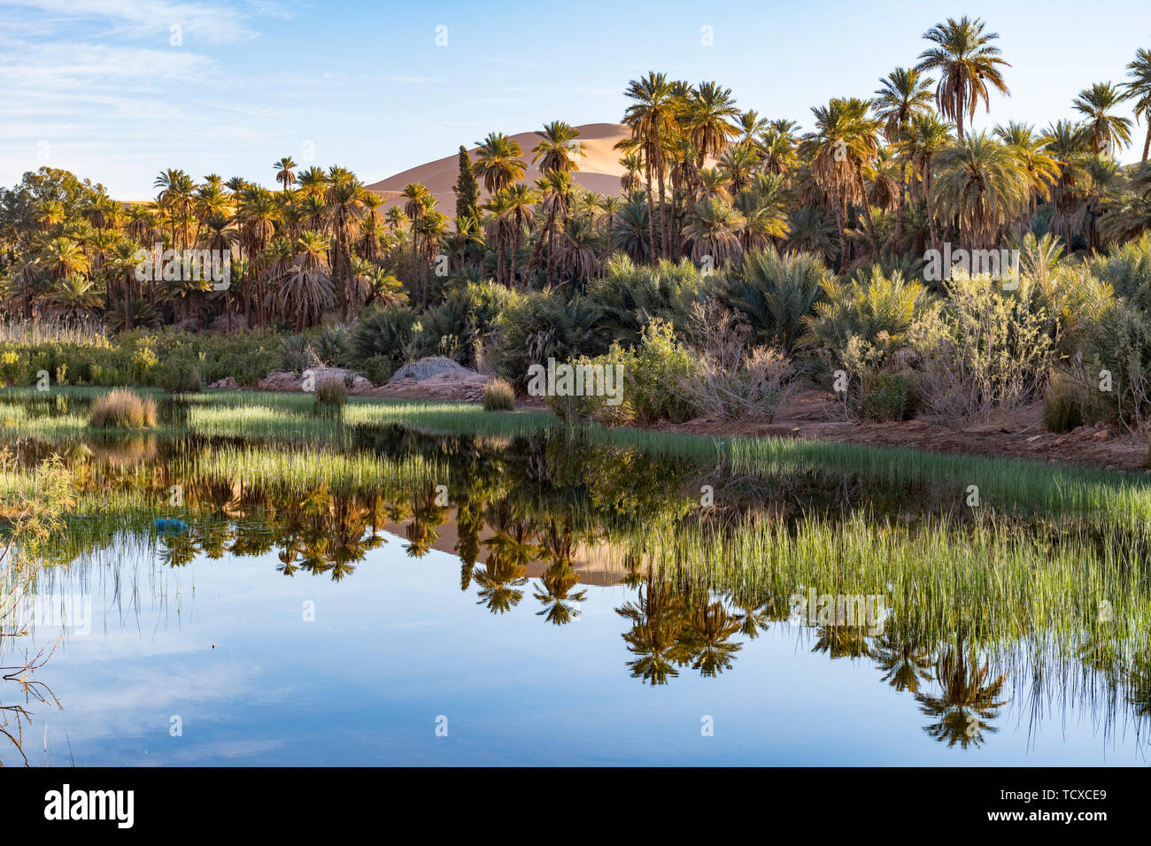 Fiume che scorre attraverso le oasi di Taghit, Algeria occidentale, il Nord Africa e Africa Foto Stock