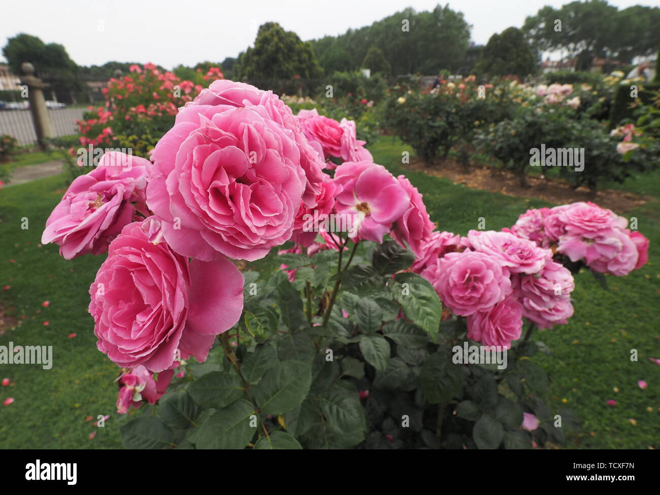 Giardino di Rose,vicino al parco di Monza,Lombardia Italia. Foto Stock