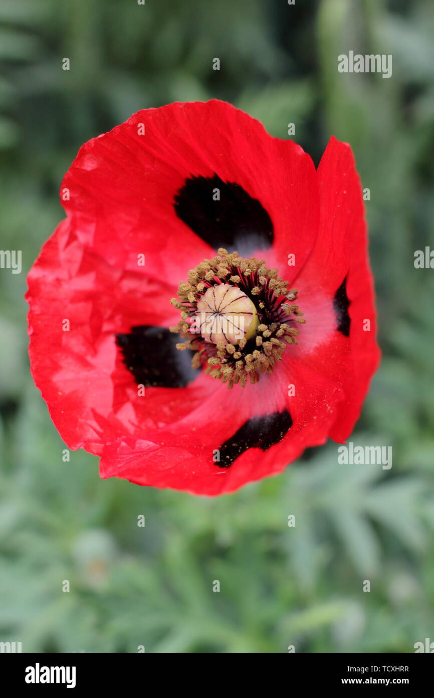 Commutatum Papver "coccinella". Avvistato crimson blumi di papavero "coccinella" Foto Stock