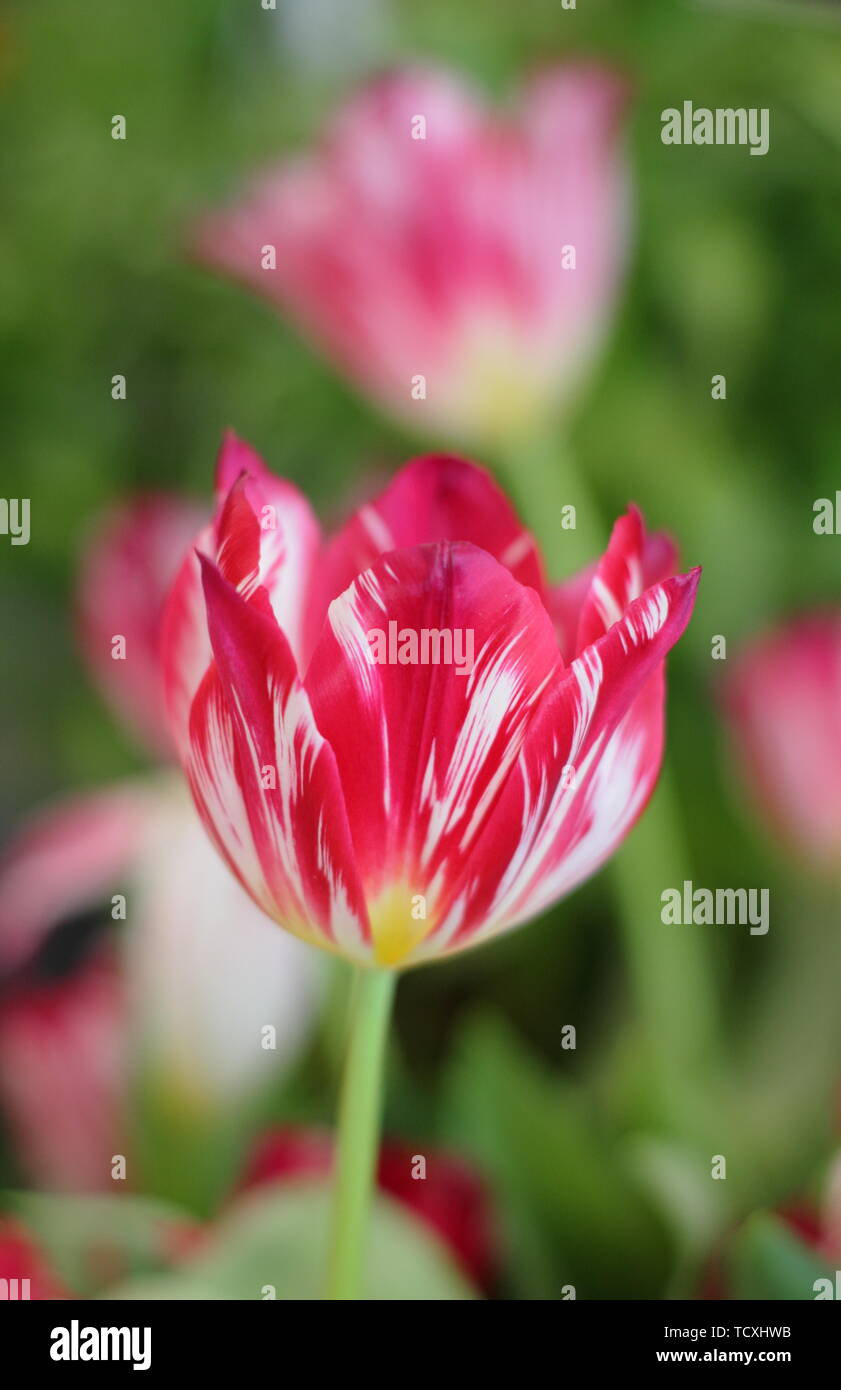 Tulipa 'Silver Standard". Cimelio di famiglia tulip varietà Foto Stock