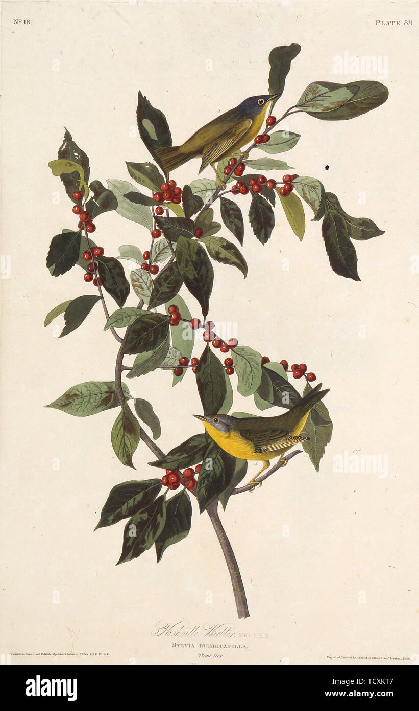 Il trillo di Nashville. Da 'Gli Uccelli d'America", 1827-1838. Creatore: Audubon, Giovanni Giacomo (1785-1851). Foto Stock