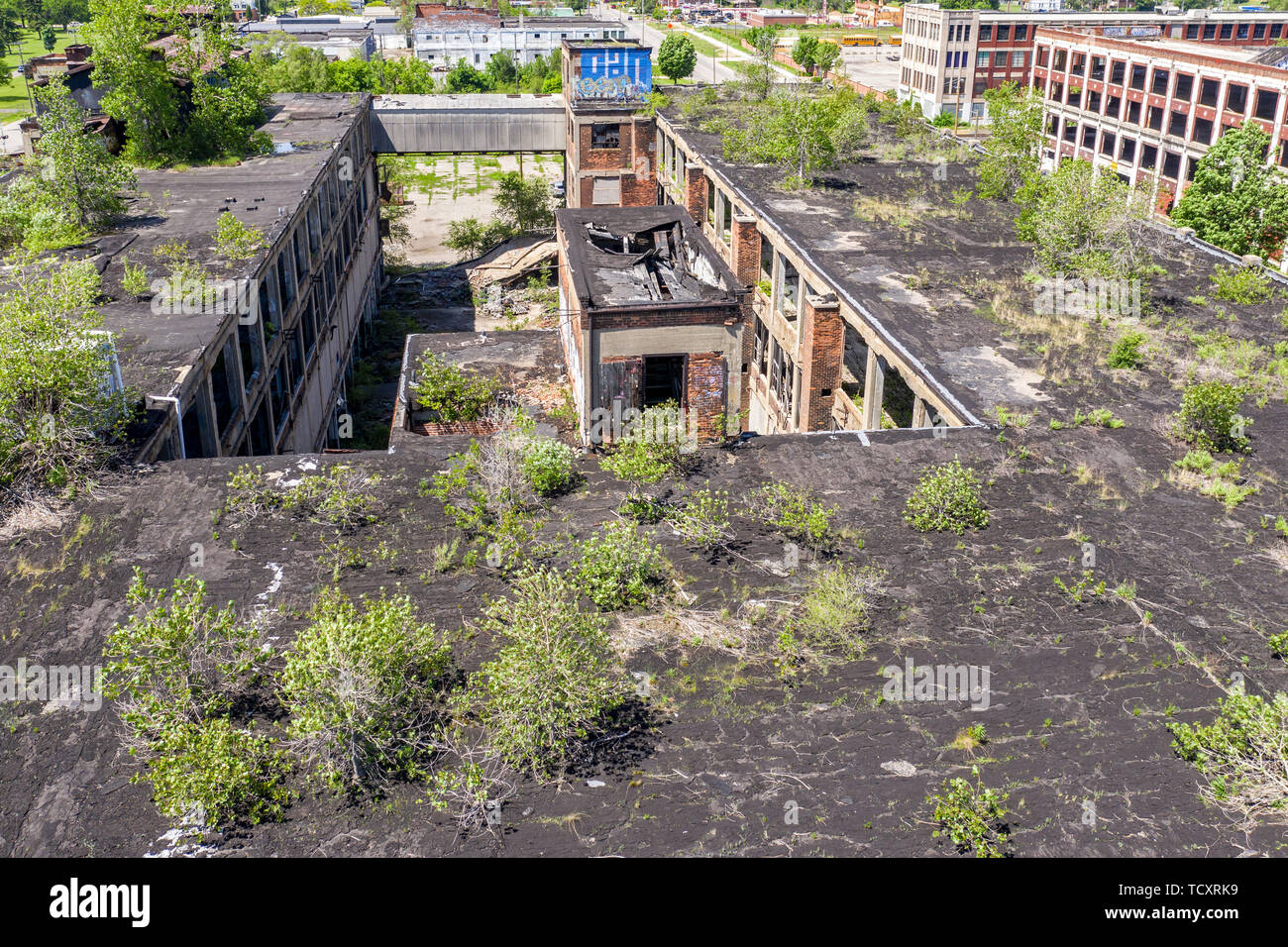 Detroit, Michigan - Una foresta di alberi cresce sul tetto del vecchio impianto di Packard. Aperto nel 1903, l'3,5 milioni di piedi quadrati di impianto utilizzato 40.000 wo Foto Stock