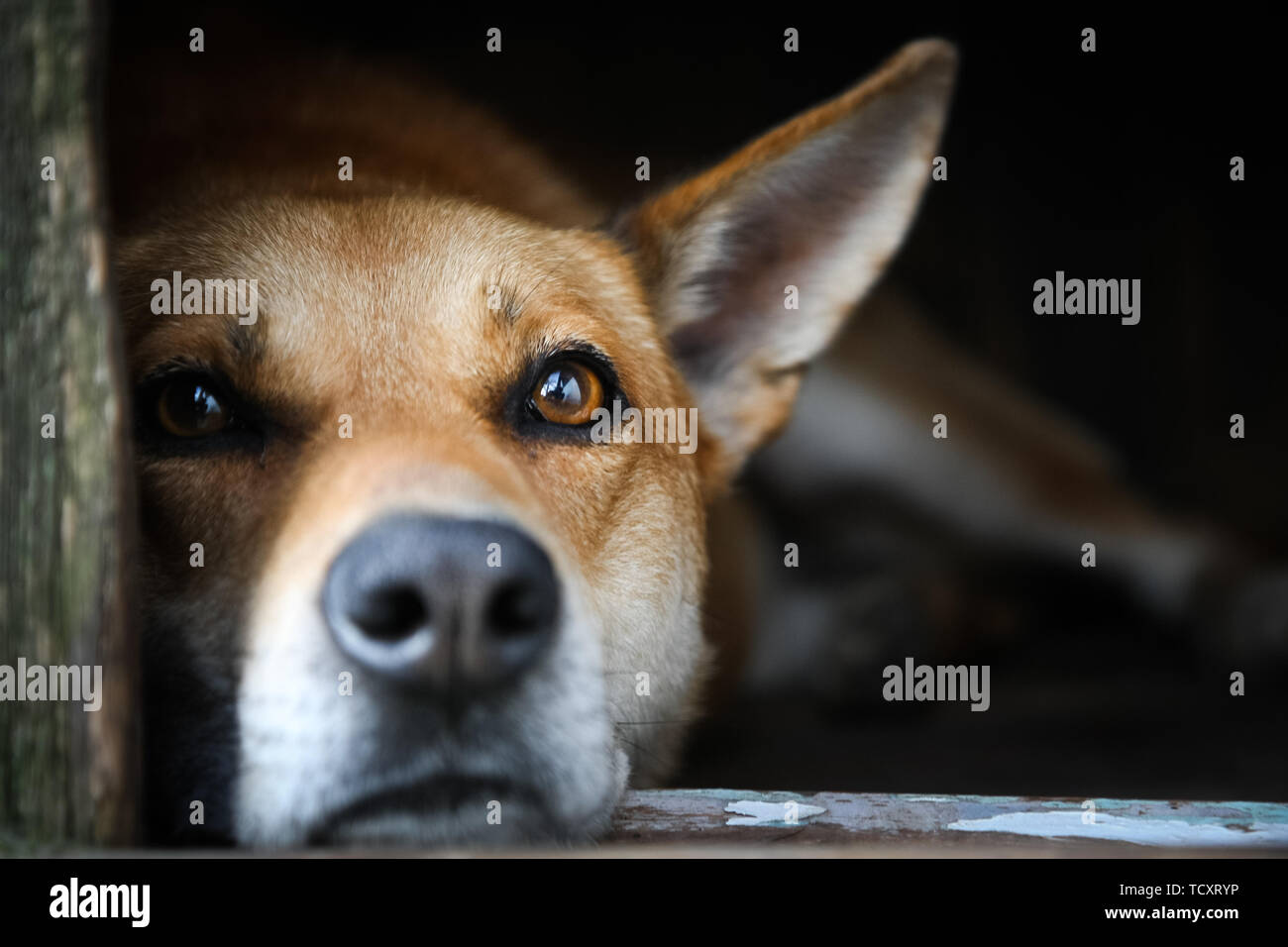 Triste vista di un solo cane marrone giacente nel kennel - una vecchia casa in legno Foto Stock