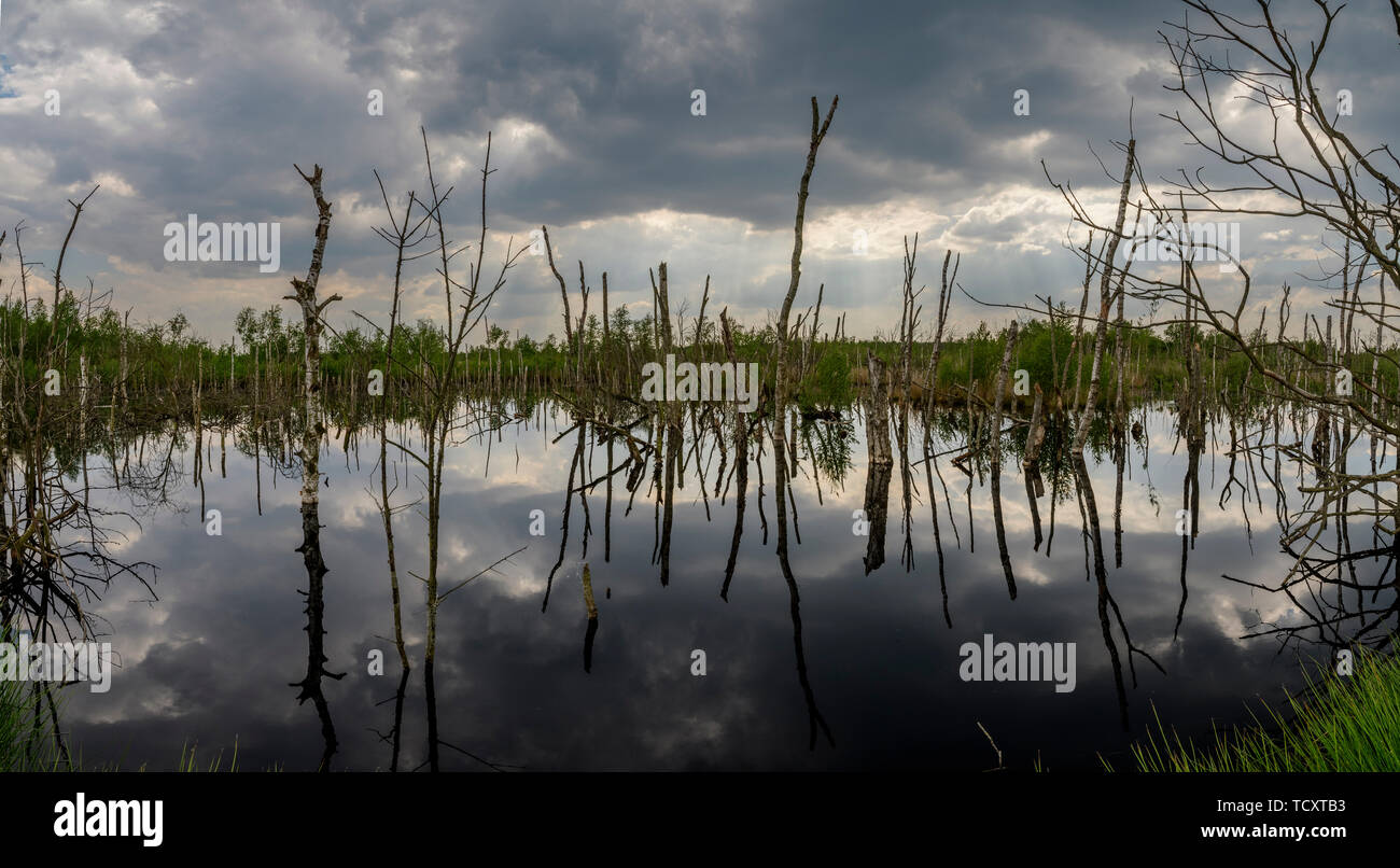 Morti di betulle riflettendo in acqua di un lago in fenland Foto Stock