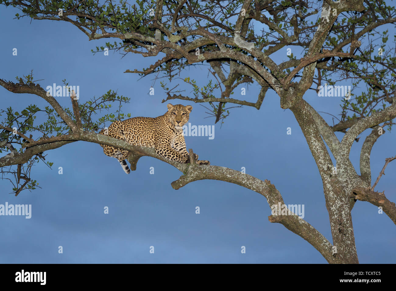 African Leopard (Panthera pardus) sdraiato in acacia, guardando la telecamera, il Masai Mara, Kenya Foto Stock