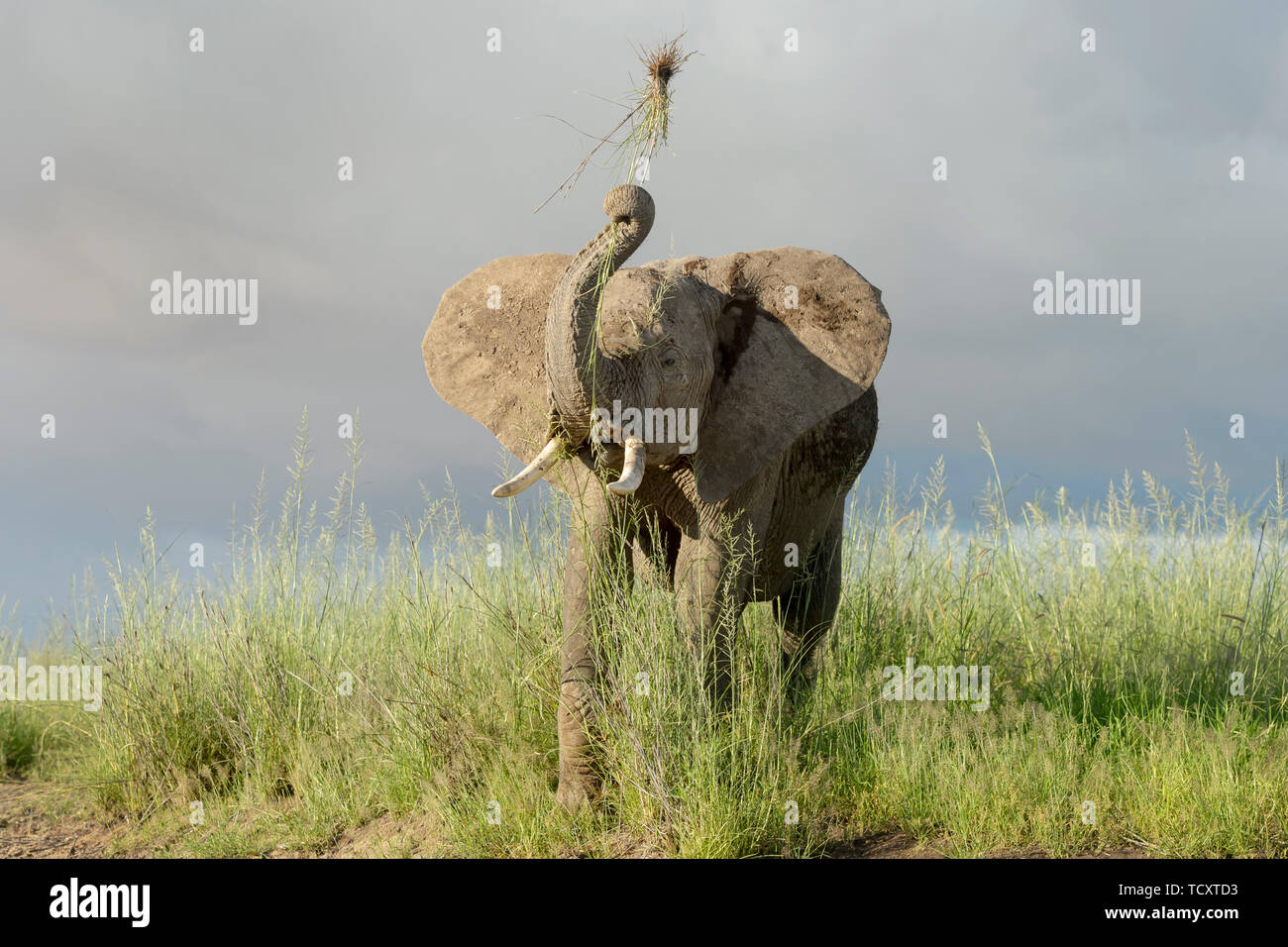 I giovani dell' elefante africano (Loxodonta africana) giocando con erba sulla savana, Amboseli National Park in Kenya. Foto Stock