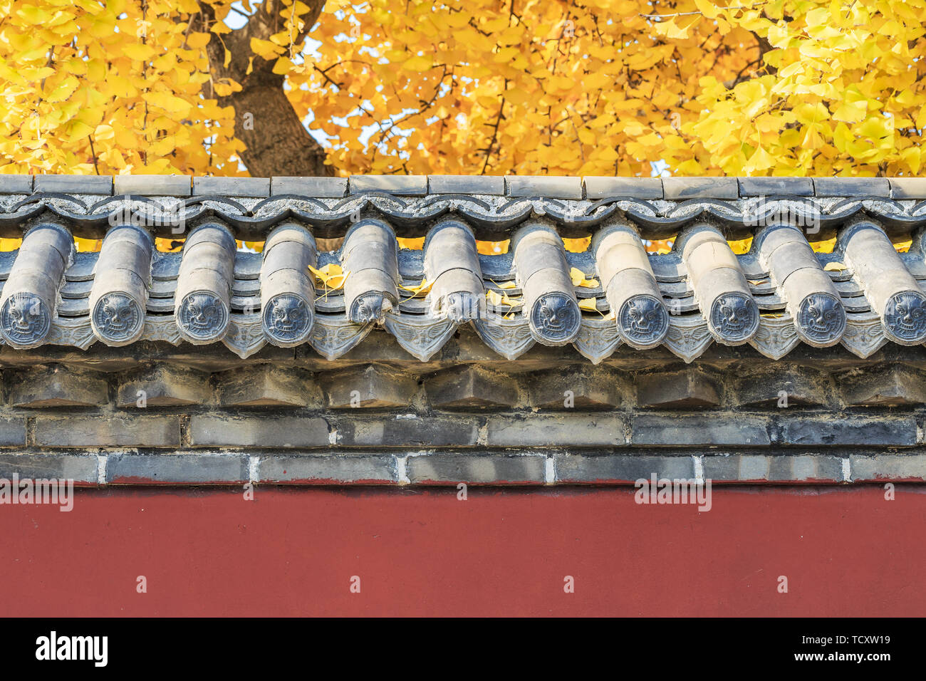 I colori autunnali nel muro del cortile Foto Stock