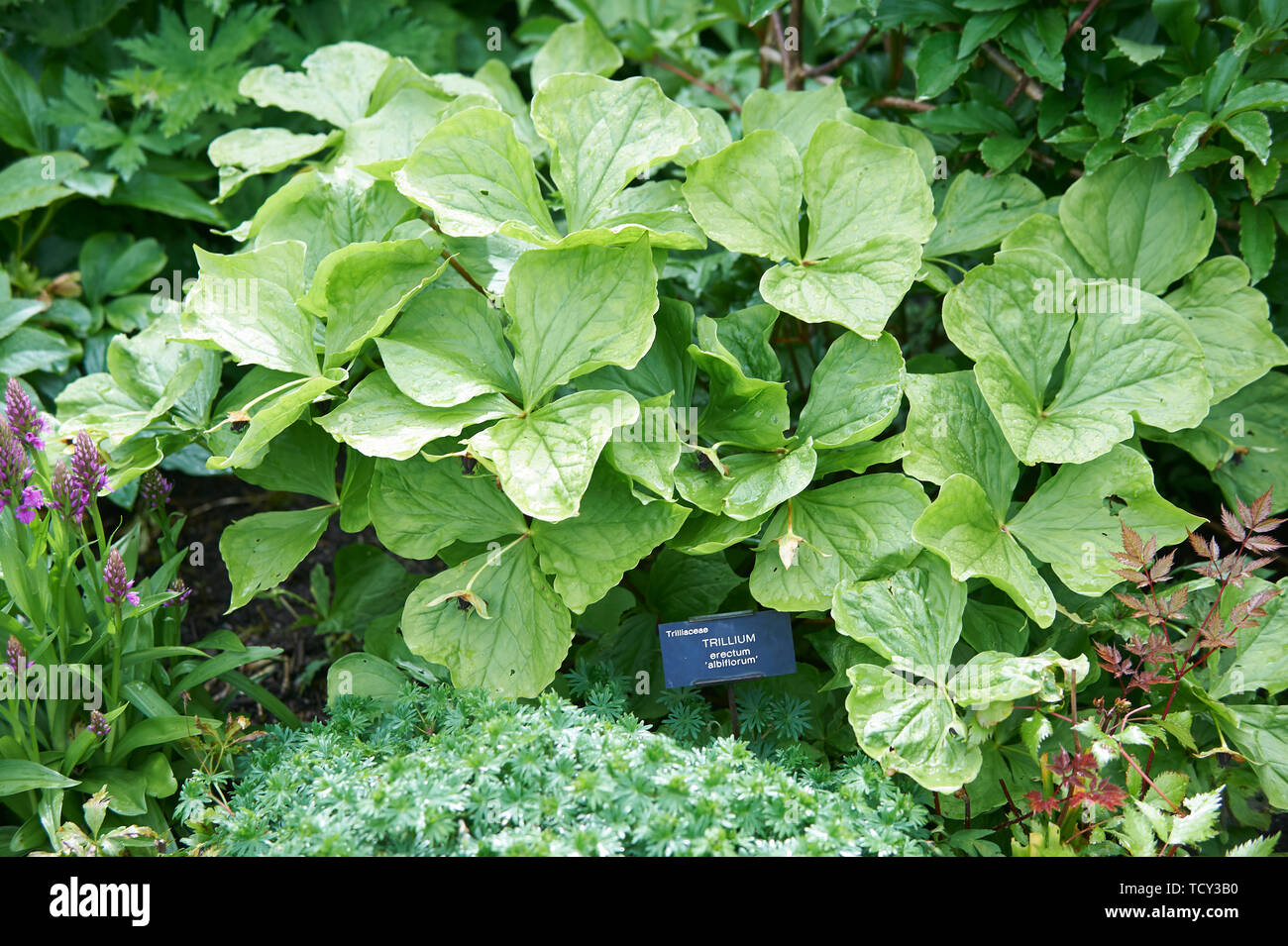 Trillium erectum 'albiflorum' Foto Stock