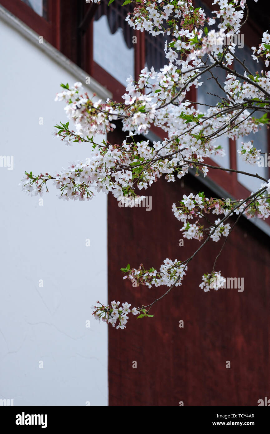 Fiori Ciliegio al tempio Hanshan a Suzhou Foto Stock