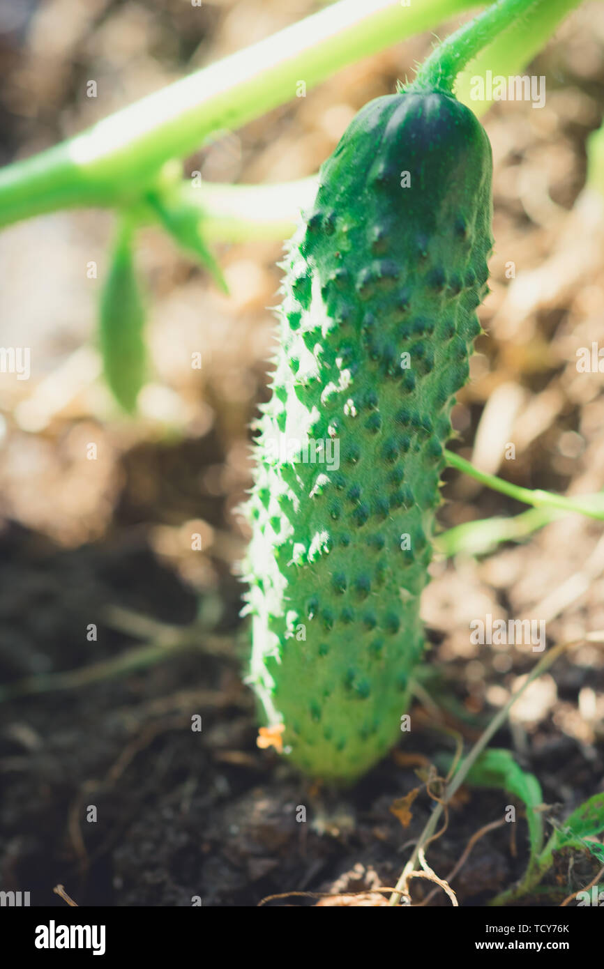 Giovani maturi cetriolo appeso su un ramo in giardino soleggiato Foto Stock