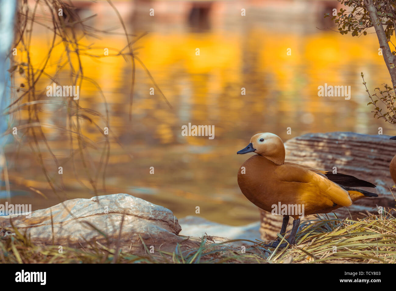 La molla piacevole anatre selvatiche sulla riva Foto Stock