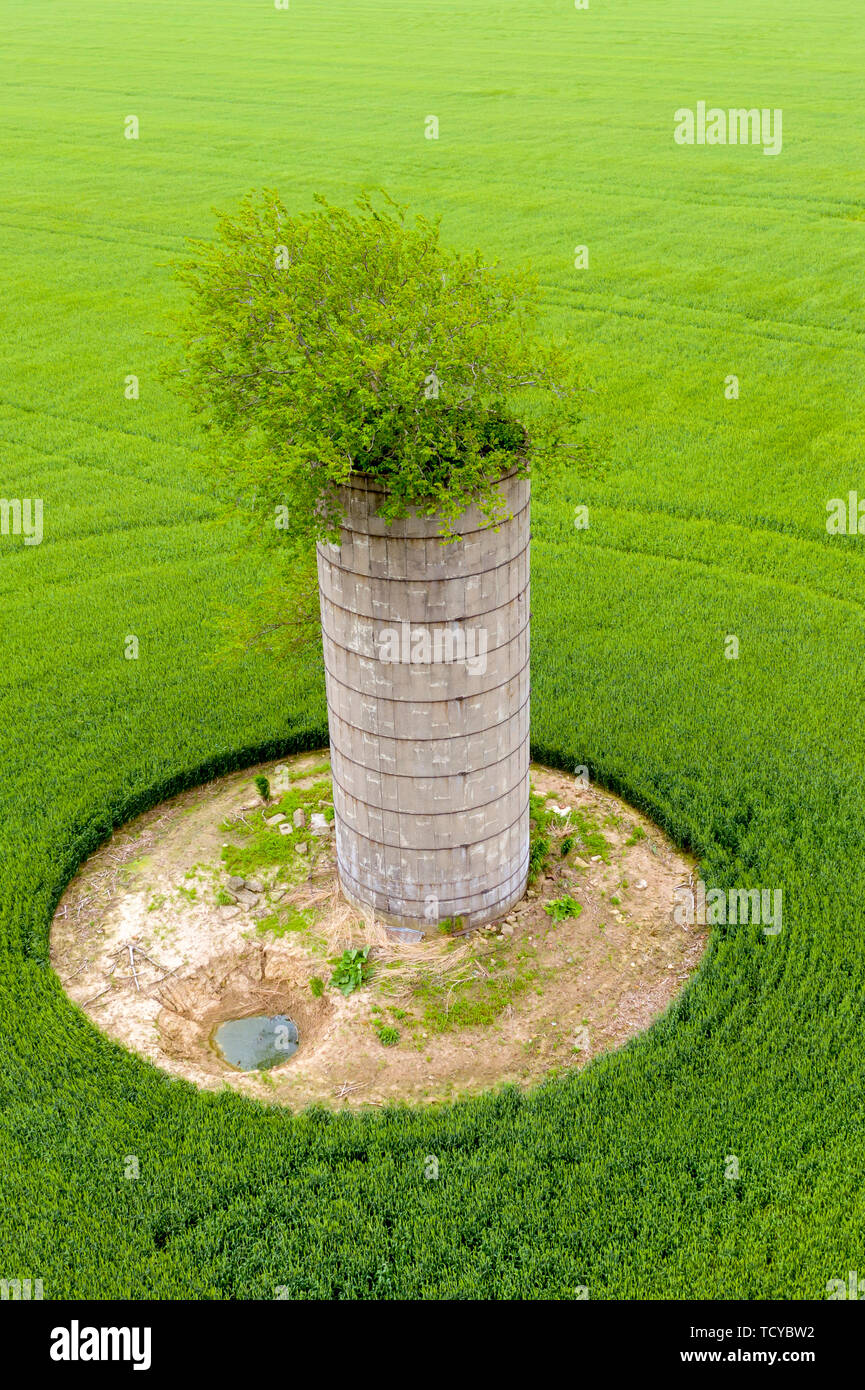 Mt Vernon, Illinois - Un albero cresce al di fuori della parte superiore di un vecchio silo in un campo di fattoria. Foto Stock