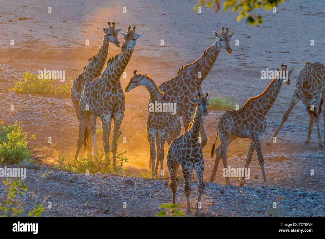 Una giraffa mandria gli ultimi raggi del sole in Mpumalanga Provincia del Sud Africa. Oxpeckers sono visibili Foto Stock