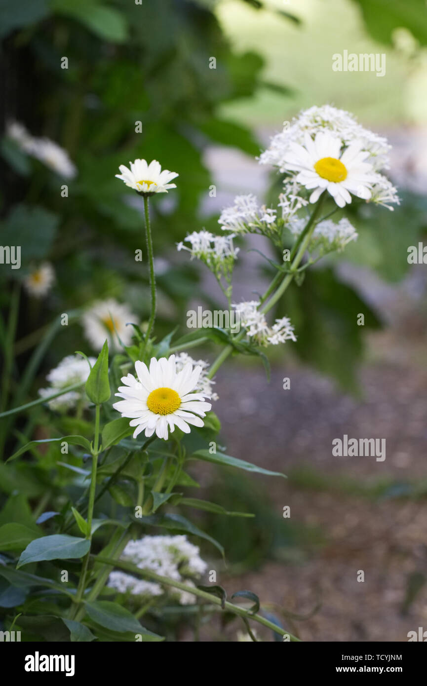 Leucanthemum vulgare. Oxeye margherite nel giardino. Foto Stock