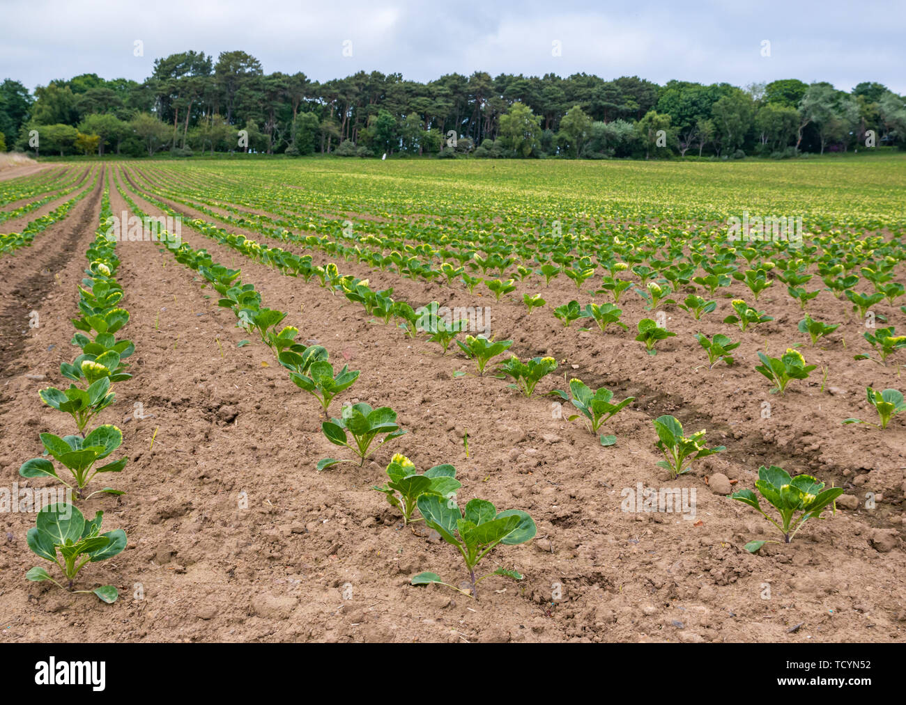 Righe di recente piantato piantine in campo agricolo, East Lothian, Scozia, Regno Unito Foto Stock