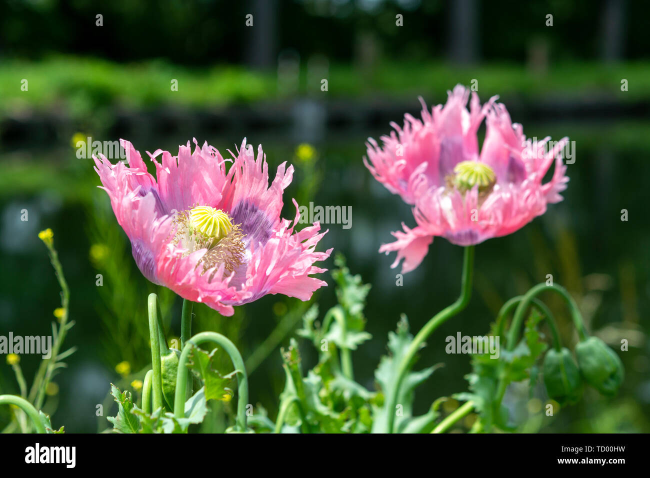 Bellissimi fiori di Papaver somniferum o oppio breadseed pianta di papavero close up Foto Stock