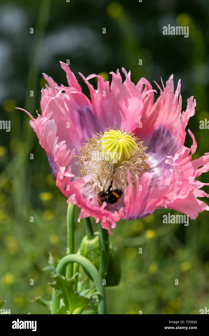 Bellissimi fiori di Papaver somniferum o oppio breadseed pianta di papavero close up e bee Foto Stock
