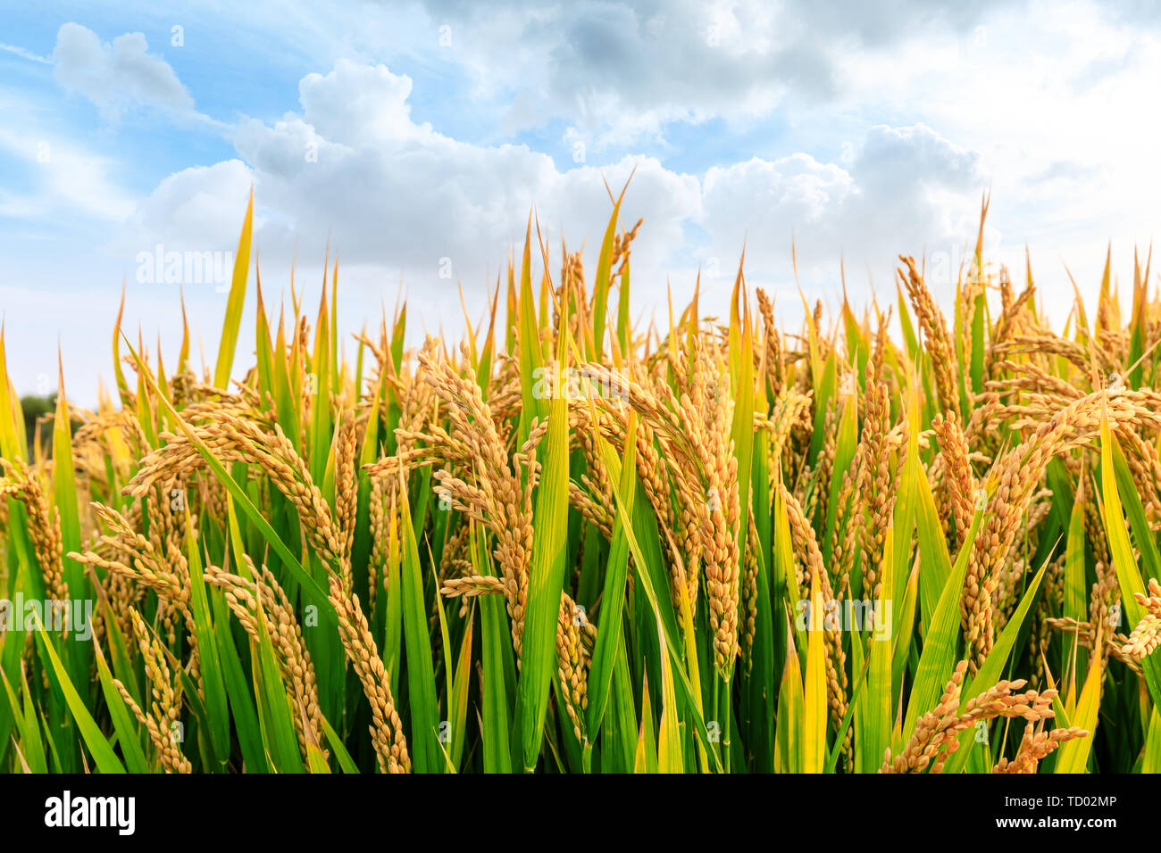 Mature campo di riso e cielo e paesaggio in azienda Foto Stock