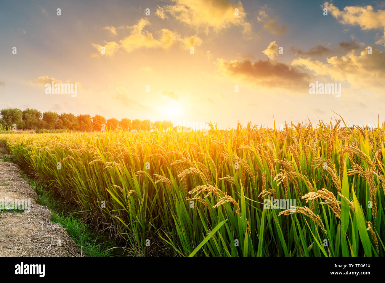 Mature campo di riso e sfondo cielo al tramonto del tempo con raggi solari Foto Stock