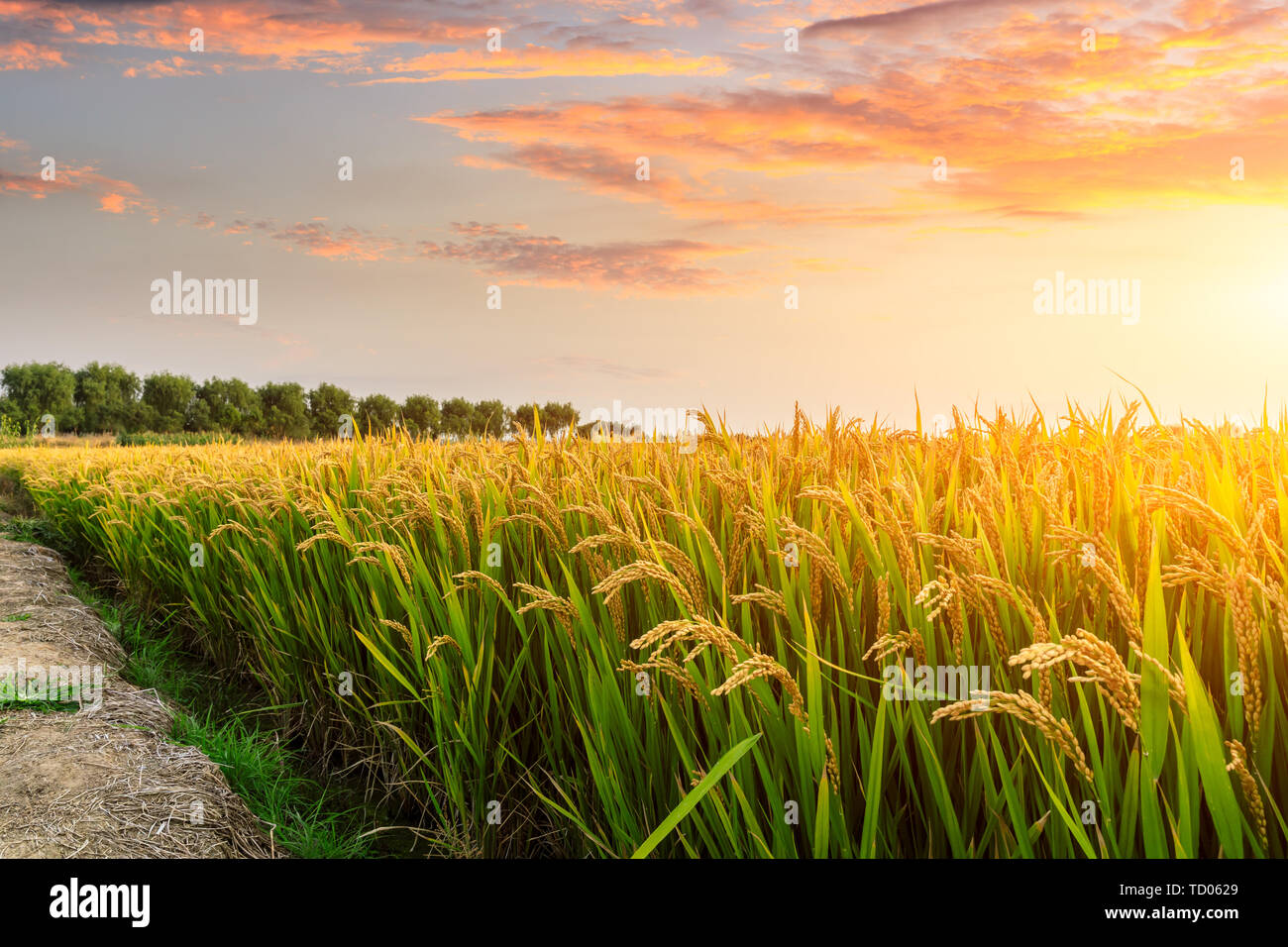 Mature campo di riso e sfondo cielo al tramonto del tempo con raggi solari Foto Stock