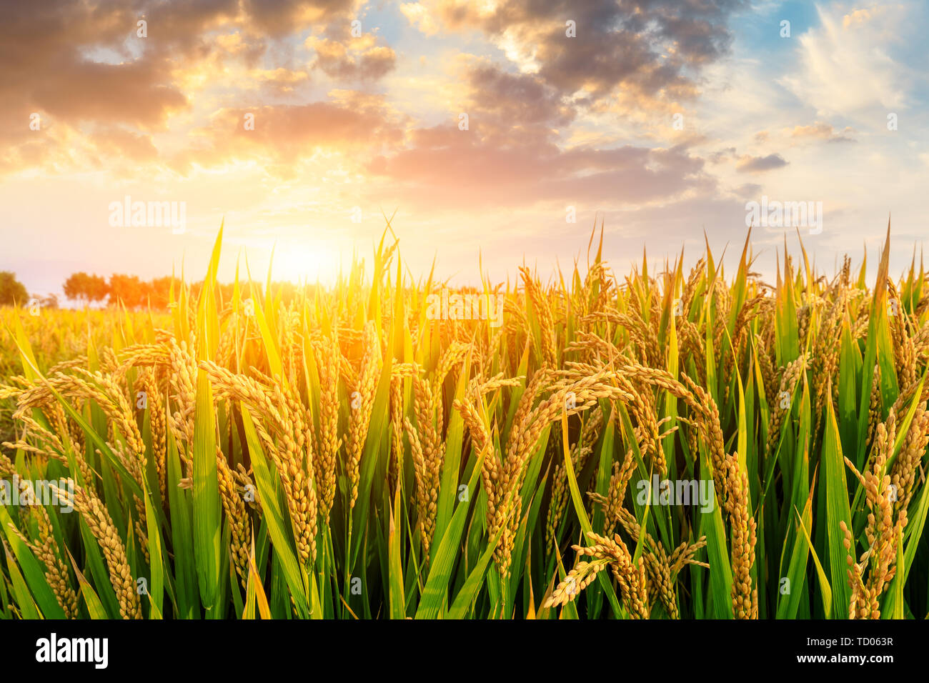 Mature campo di riso e sfondo cielo al tramonto del tempo con raggi solari Foto Stock