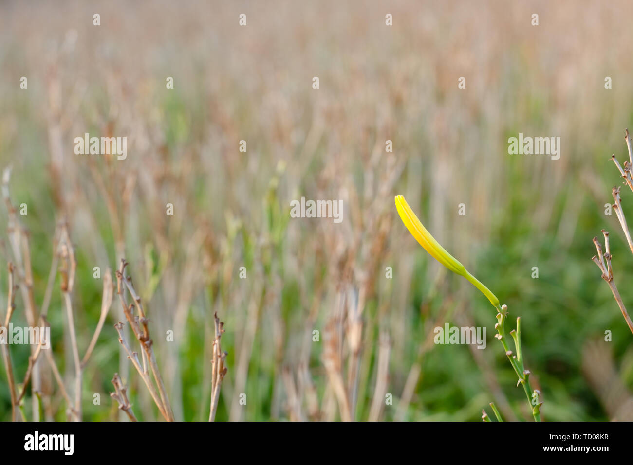 Il campo di raccolta (cavolfiore smemorati erba) Foto Stock