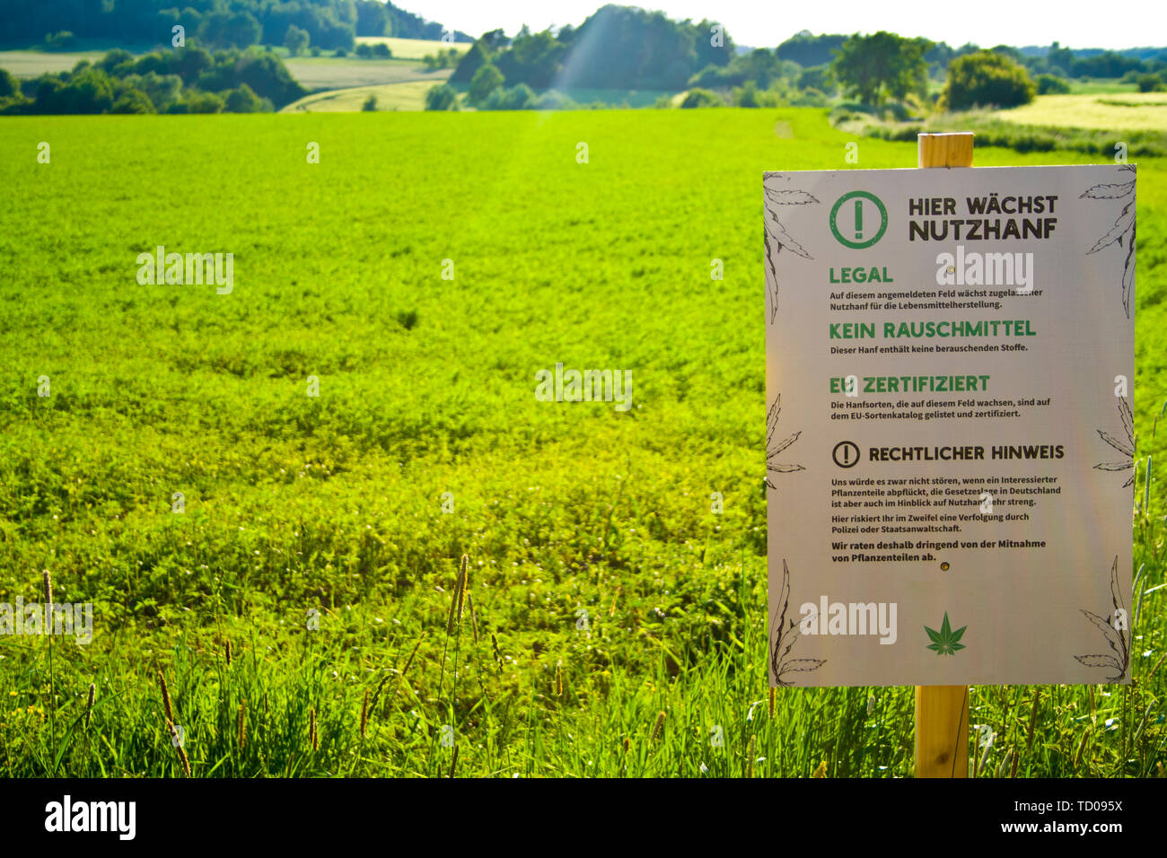 Un campo di canapa in Hesse, Germania m. Legal la coltivazione di canapa per la medicina o cibo. Foto Stock
