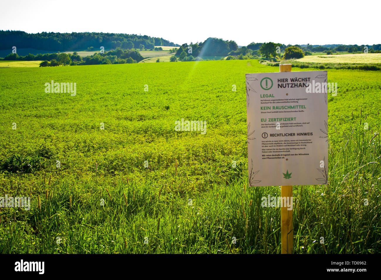 Un campo di canapa in Hesse, Germania m. Legal la coltivazione di canapa per la medicina o cibo. Foto Stock