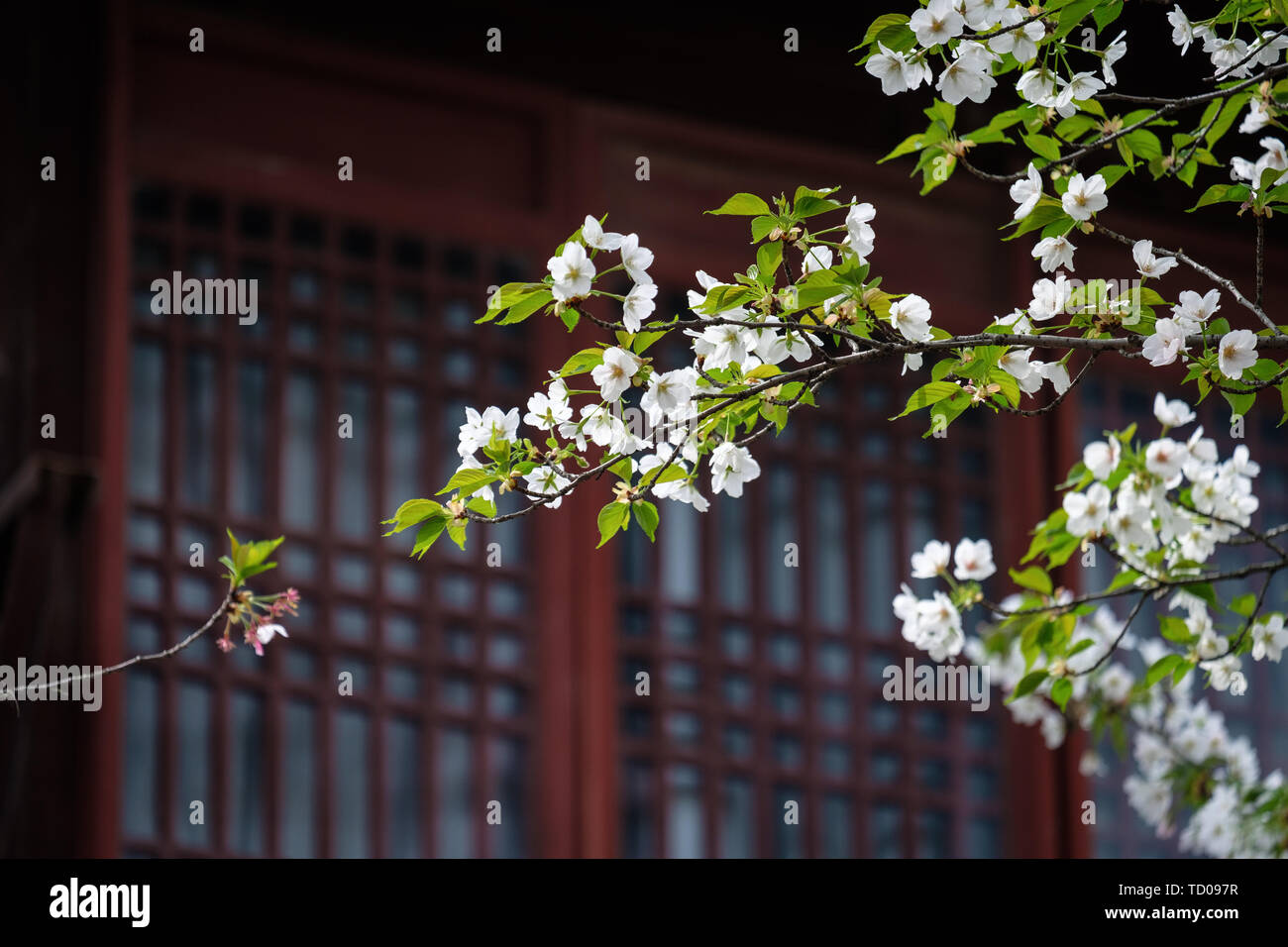 Fiori Ciliegio al tempio Hanshan a Suzhou Foto Stock