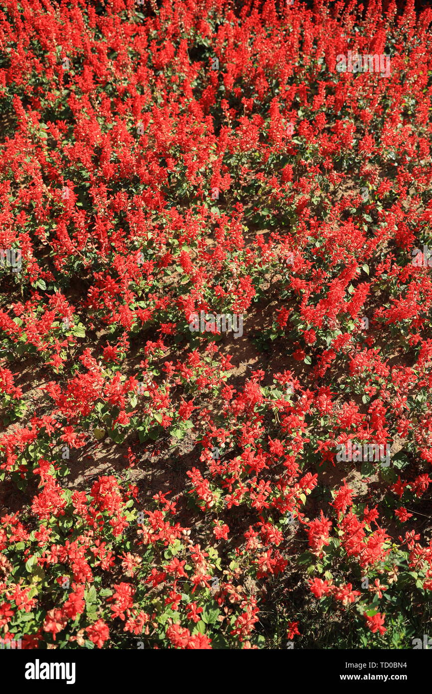 Fiore ed erba Foto Stock