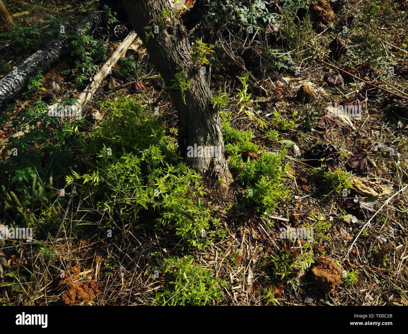 Una reliquia di un albero jujube dopo l'incendio. Foto Stock