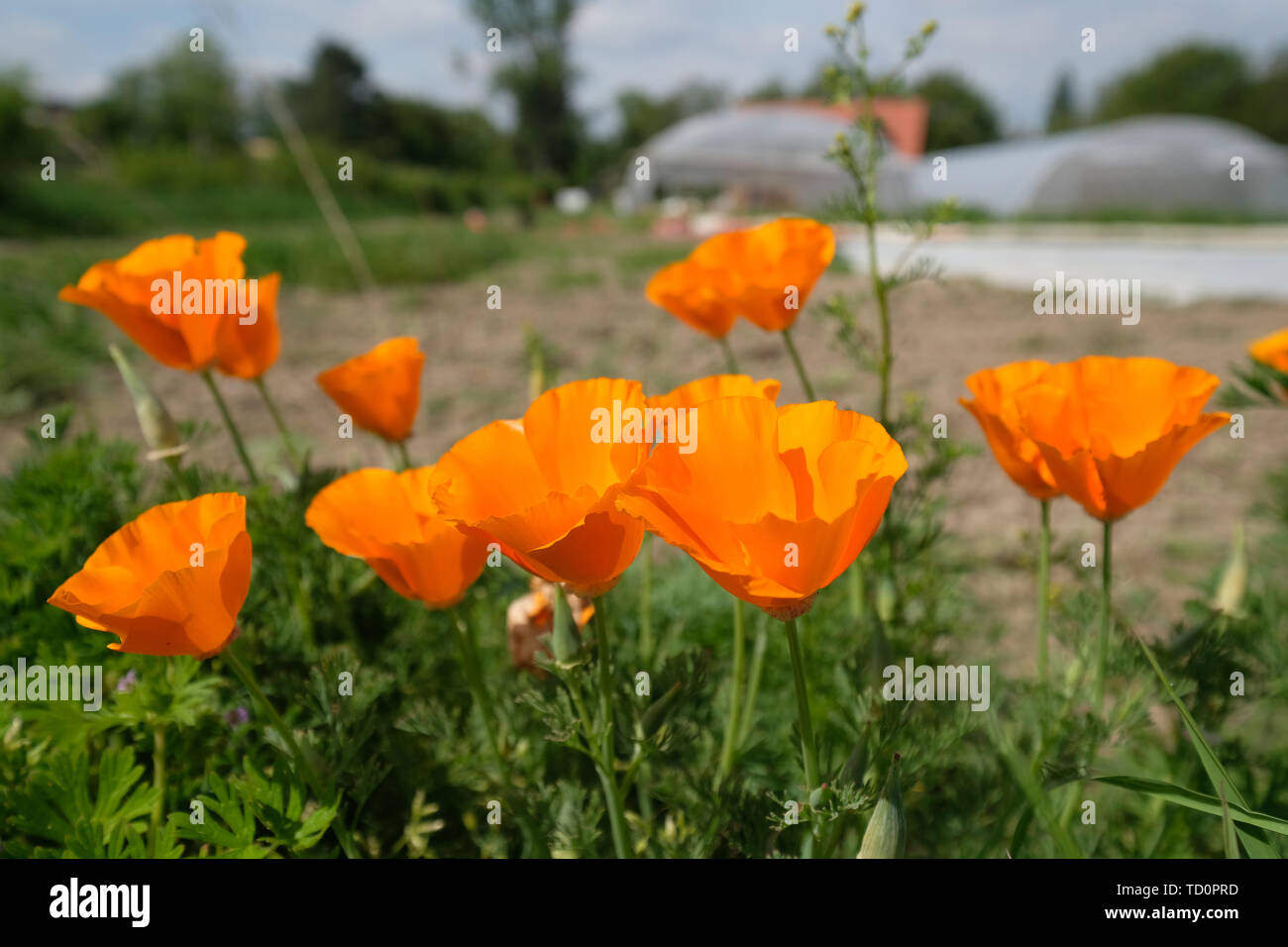 Sehlis, Germania. 23 Maggio, 2019. Arancio fiori di papavero nei locali della cooperativa vegetali "Rote Bete'. Nel villaggio appartenente a Taucha, una comunità di persone di Lipsia e la circostante zona cresce auto-organizzati verdure regionali per le proprie esigenze. (A dpa " con una volontà comune per il raccolto regionale") Credito: Sebastian Willnow/dpa-Zentralbild/dpa/Alamy Live News Foto Stock