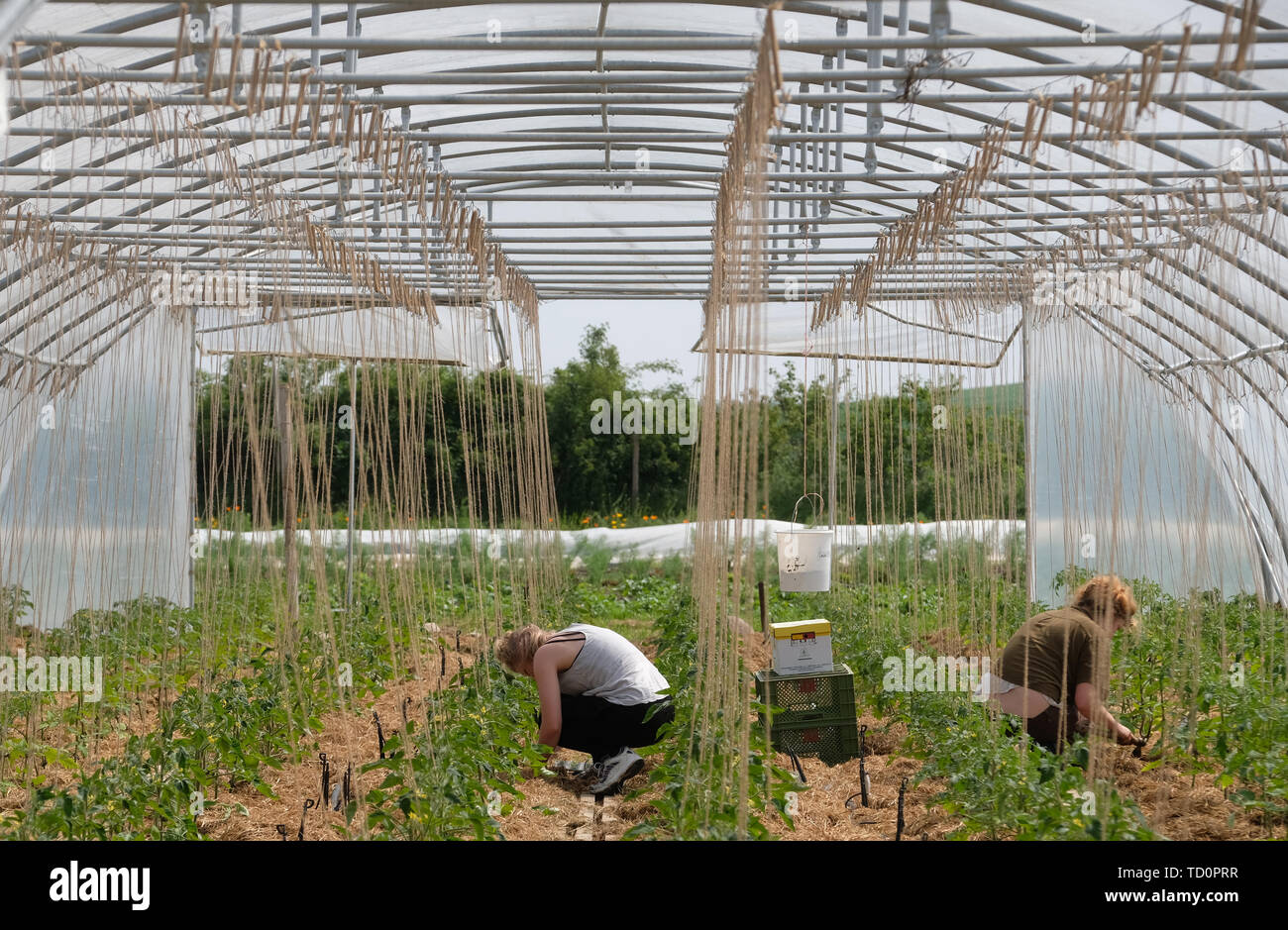 Sehlis, Germania. 23 Maggio, 2019. Membri del vegetale barbabietola lavoro cooperativo su piante di pomodoro in una serra. Nel villaggio appartenente a Taucha, una comunità di persone di Lipsia e la circostante zona cresce auto-organizzati verdure regionali per le proprie esigenze. (A dpa " con una volontà comune per il raccolto regionale") Credito: Sebastian Willnow/dpa-Zentralbild/dpa/Alamy Live News Foto Stock