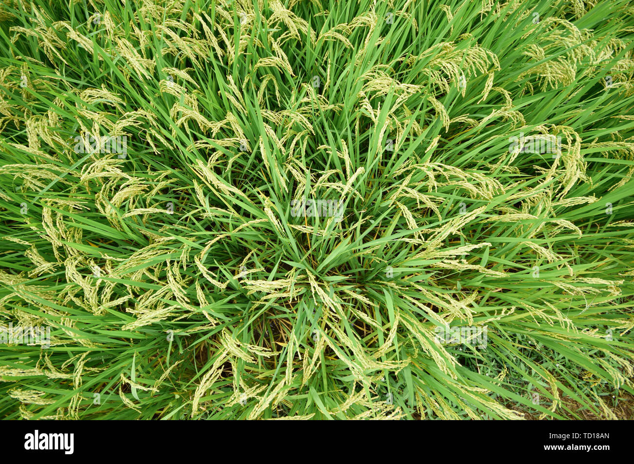 Un campo di risone, una grande area di riso. Foto Stock