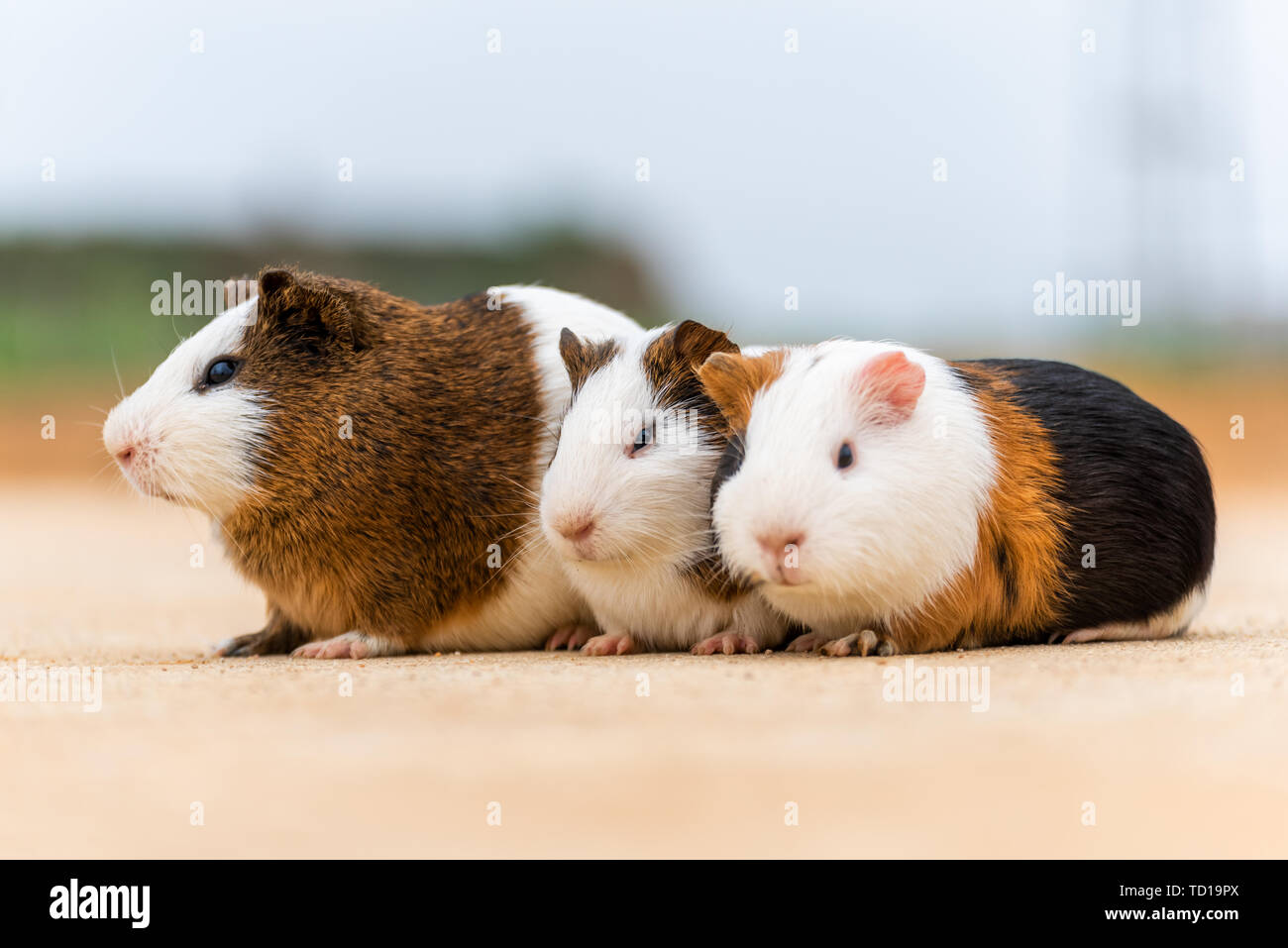 Tre cavie raggomitolati insieme ad assopire. Foto Stock