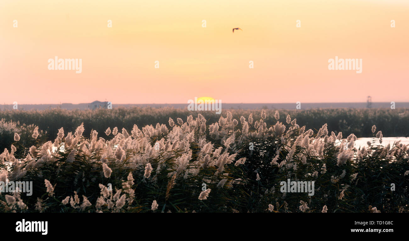La sconfinata reed del sorgere del sole in mare Juyan Foto Stock