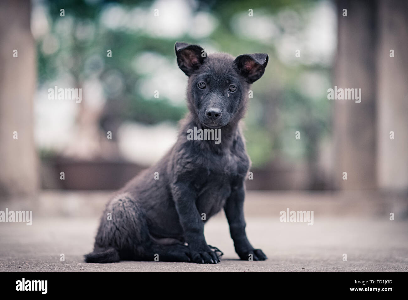 Mammiferi Foto Stock