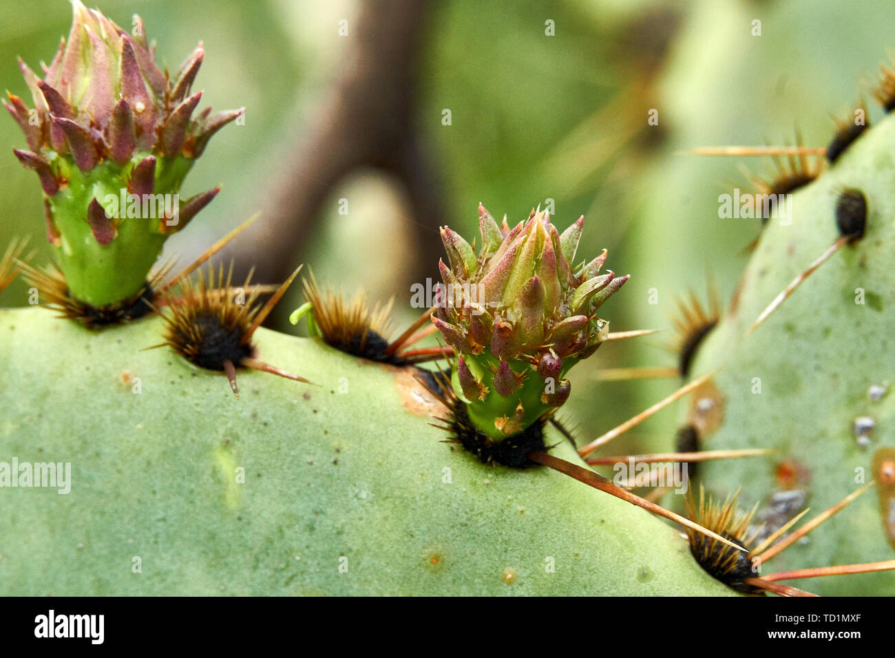 Nuovi germogli su Ficodindia Cactusin primavera in Texas Foto Stock