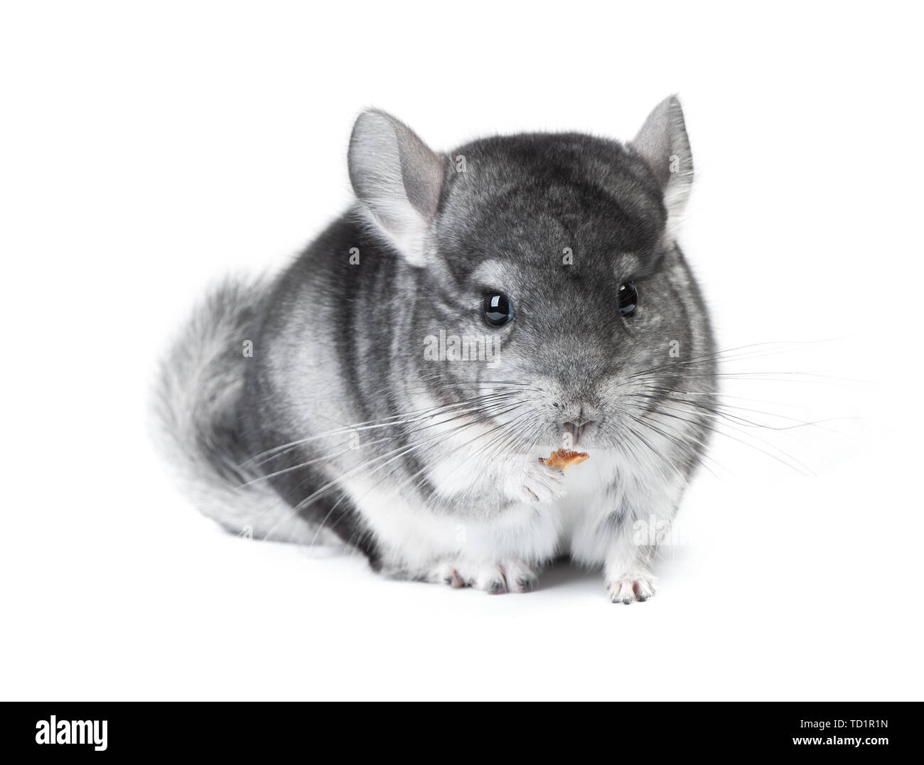 Grigio chinchilla isolati su sfondo bianco Foto Stock