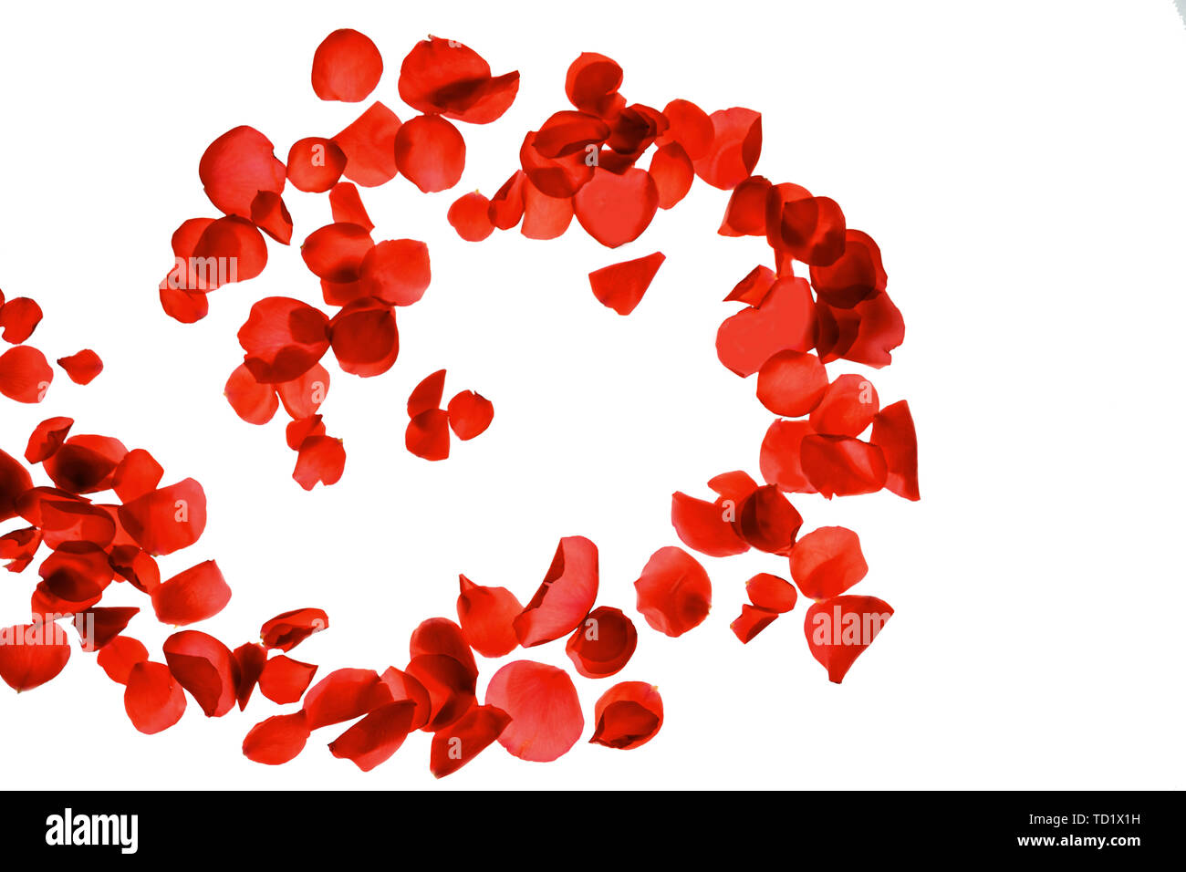 Rosso corallo rosa petali di rose pattern su sfondo bianco, isolata. Foto Stock