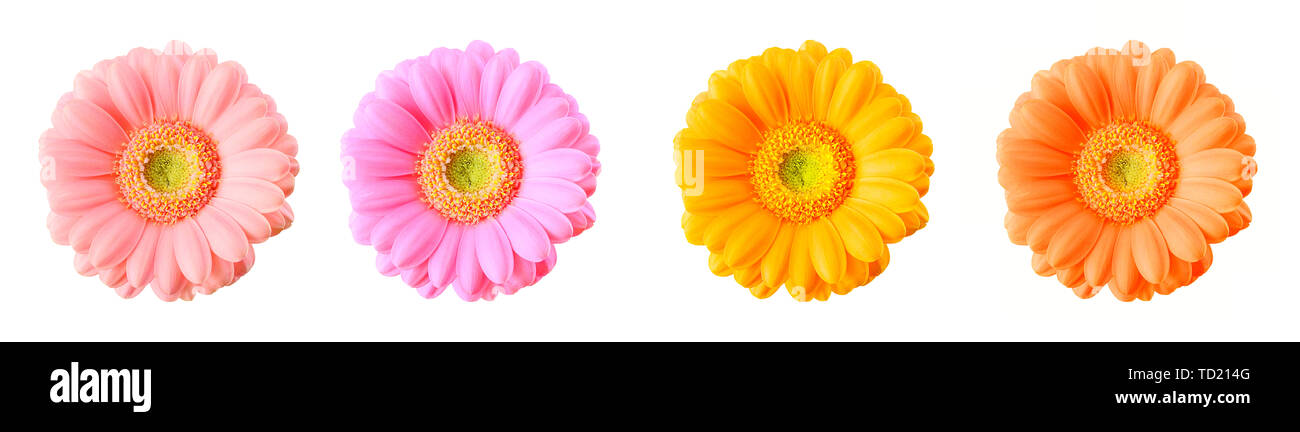 Gerbera fiori di differenti colori luminosi isolati su sfondo bianco. Percorso di clipping incluso. Foto Stock