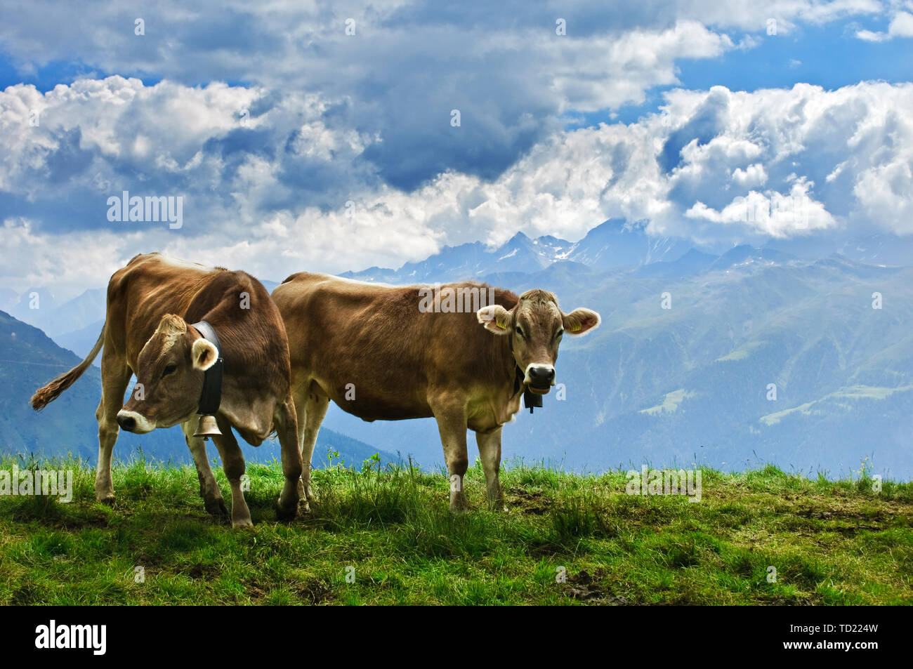 Campane per mucche svizzere immagini e fotografie stock ad alta risoluzione  - Alamy