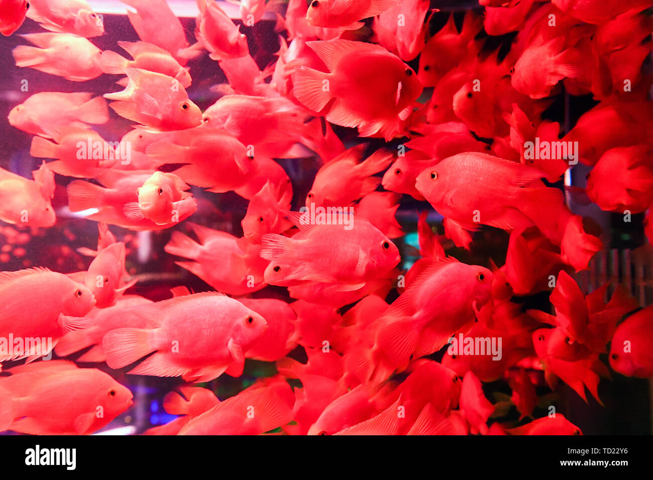 Un ricco di pesce. Foto Stock