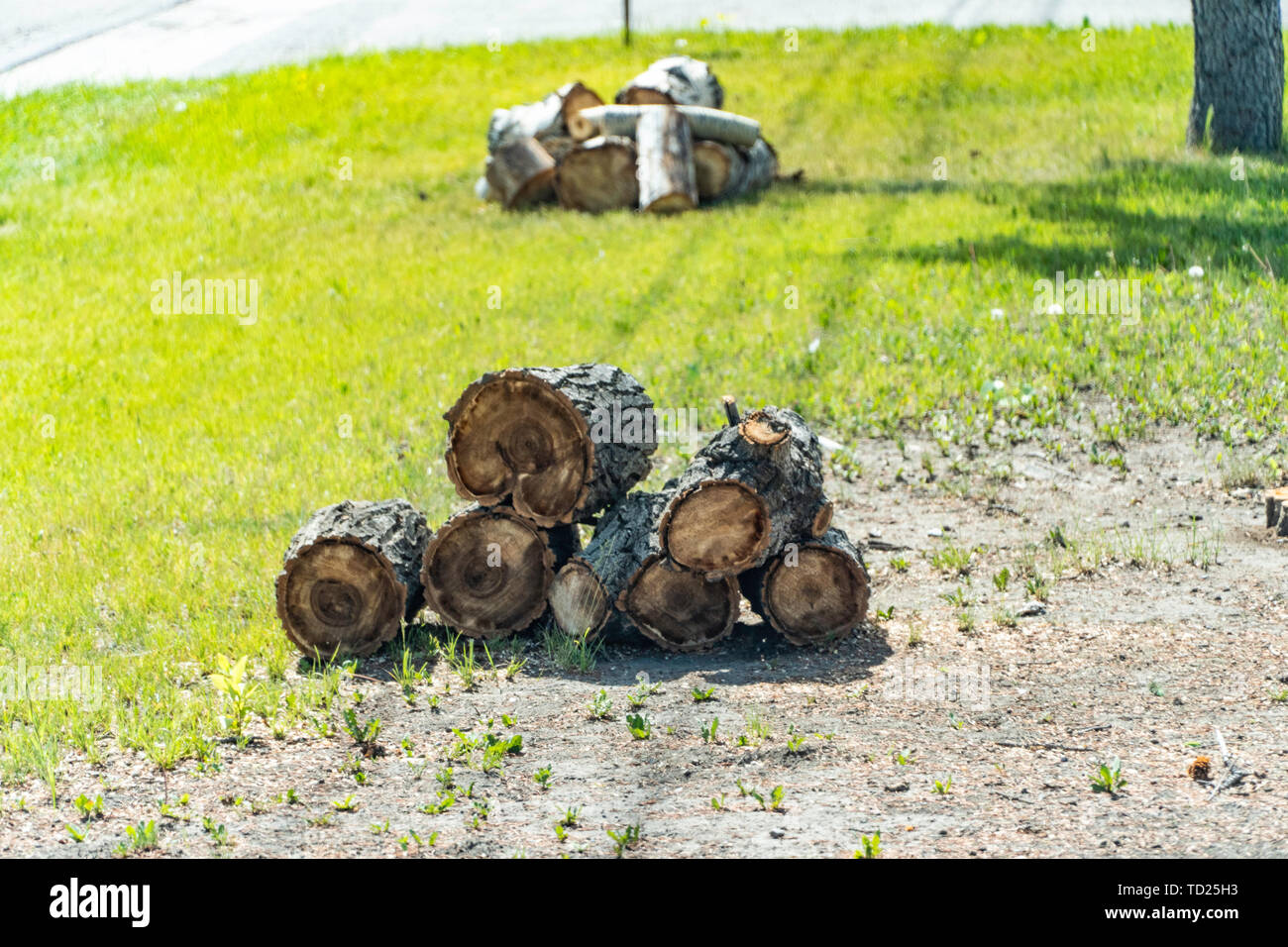 Pile di albero di taglio di tronchi per legna da ardere gratis Foto Stock