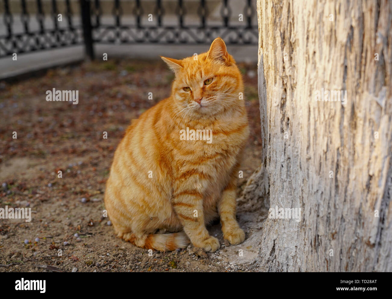 Pomeriggio orange cat. Foto Stock